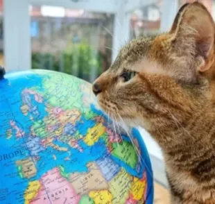 Viajar com gato é possível, e a Nala é a prova disso, tendo visitado cerca de 30 países ao lado do seu tutor Dean