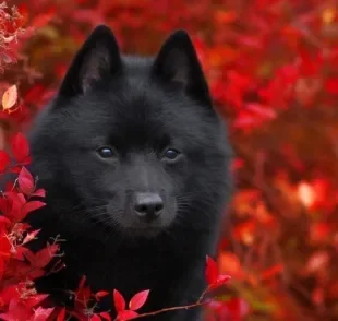 O Schipperke é um cachorro pequeno, mas muito destemido e esperto