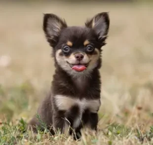 Existem muitos nomes para cachorros Chihuahua que podem ser perfeitos para o seu cãozinho