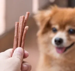 O petisco para cachorro é ideal tanto para educar o animal, quanto para diverti-lo em brincadeiras