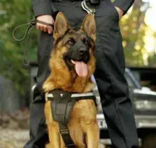 Dia do trabalhador pet: um cão de trabalho muito popular é o Pastor Alemão como cão policial