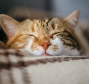 A resposta de quantas horas um gato dorme por dia depende de alguns fatores, como a idade do pet