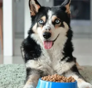 A ração com ômega 3 para cachorro é capaz de prevenir doenças e trazer outros benefícios