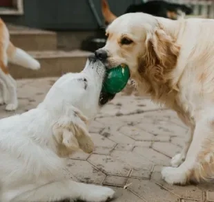 A creche para cachorro é o espaço perfeito para cães aprenderem a socializar e brincar