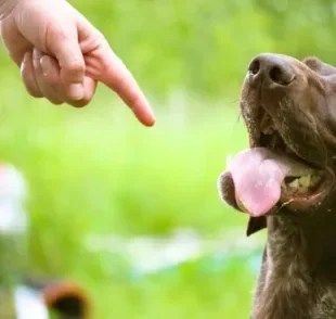 O adestramento positivo nada mais é do que uma maneira de ensinar o que é certo ou errado sem punir ou castigar o animal