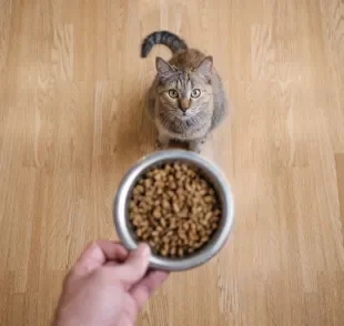 Quando o gato enjoa da ração, é hora de oferecer outras opções