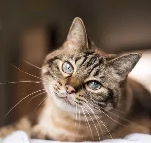 O gato estressado compromete o bem-estar e saúde do pet