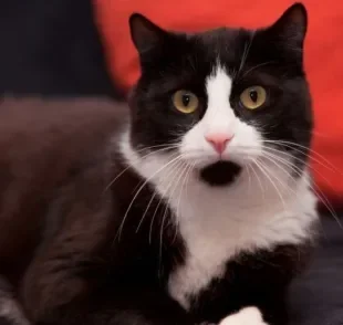 O gato frajola tem uma personalidade independente, mas cria um forte vínculo com os tutores