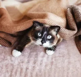 Os pelos de gato mantêm ele aquecido no outono e no inverno