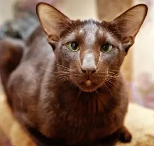 O gato marrom tem um comportamento curioso e independente, mas pode ser carinhoso também