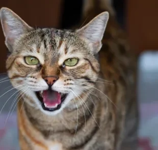 Gato rouco pode ser apenas o tom de "voz" do bichano
