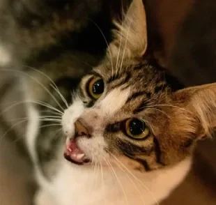 Gato tossindo é um sinal de problemas respiratórios