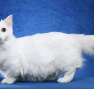 O gato Napoleon é uma raça de pernas curtas e olhos grandes