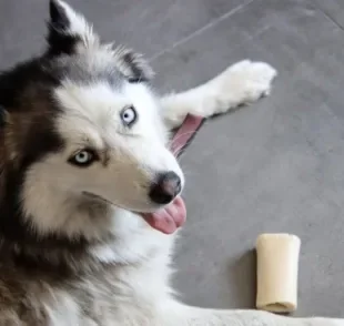 Os nomes para Husky Siberiano precisam combinar com o porte elegante da raça