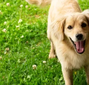 Existem vários nomes de comida para cachorro que podem cair muito bem no seu aumigo