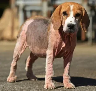 Peladeira de cachorro é outro nome dado para a sarna canina