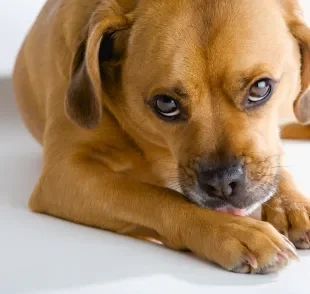 A pododermatite em cachorro pode provocar queda de pelos nas patas