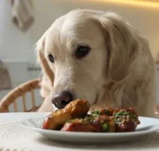 Proteína para cachorro: saiba quais são os alimentos mais indicados