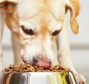 Ração com proteína para cachorro ajuda na força muscular e na imunidade