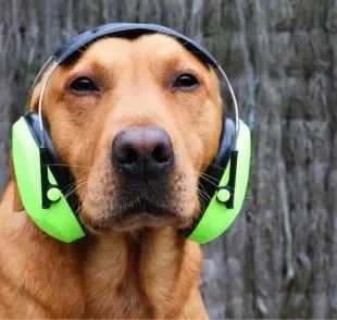 Protetor de ouvido para cachorro evita o estresse contra barulhos altos
