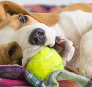 Cachorro bagunceiro: além do Beagle, o Pastor Alemão também apronta poucas e boas 