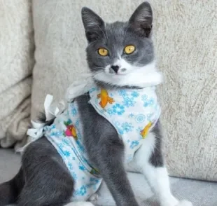 felino usando roupa cirurgica para gatos
