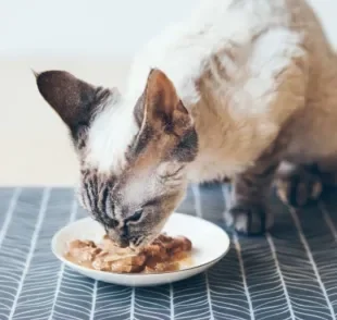 Sachê para gato renal deve ter quantidade adequada de fósforo