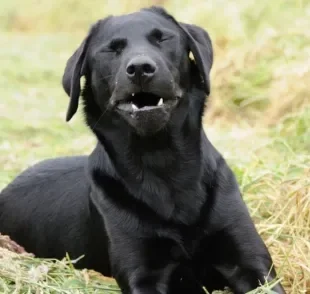 A tosse de cachorro pode ter inúmeras causas e deve ser investigada por um profissional