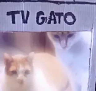 TV Gato: influencer dá dicas de adoção e adaptação entre pets