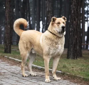 O Alabai, também chamado Pastor-da-ásia-central, é um cachorro gigante muito usado para guarda