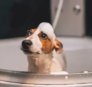 Escolha um lugar seguro para o banho em filhote de cachorro