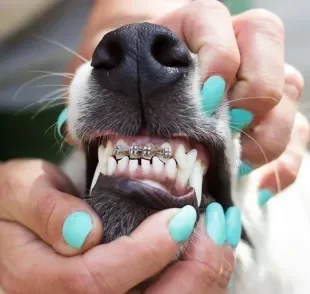 Cachorros com aparelho no dente não é por estética