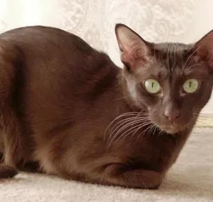 O Havana Brown é um gatinho de origem inglês com característica pelagem marrom