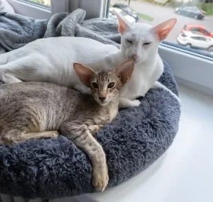 O Oriental Shorthair tem orelhas grandes e focinho longo