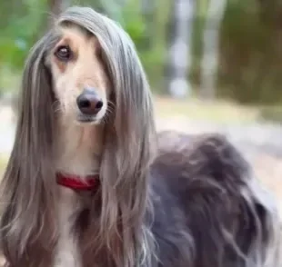 O Afghan Hound - ou Galgo Afegão - é uma raça que pode te surpreender. Veja algumas características marcantes do cão!