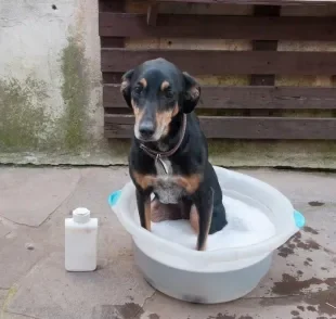 Banho em cachorro com sarna é parte importante do tratamento