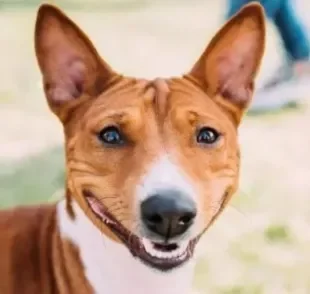 Basenji: você vai se apaixonar por essa raça de cachorro sorridente!