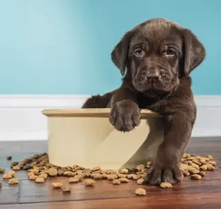 Os cachorros precisam de uma alimentação balanceada