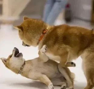 O cachorro brigando pode precisar de ajuda de um adestrador em alguns casos