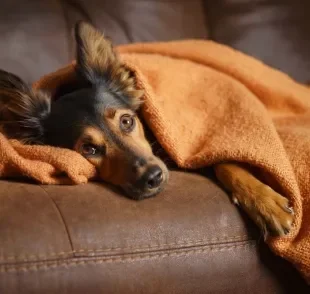 O cachorro com frio precisa de cuidados