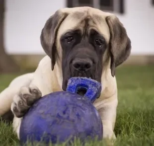 Saber qual é o cachorro mais forte do mundo depende de alguns critérios