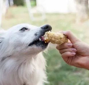 O milho para cachorro ajuda na saúde do sistema digestivo, mas é preciso moderação