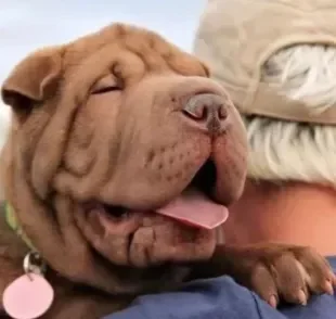 SharPei: conheça mais sobre o cachorro da língua azul