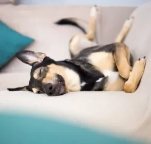 Cachorro tremendo quando dorme é normal na maioria das vezes