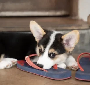 Comportamento canino: entenda por que o cachorro deita em cima do seu chinelo