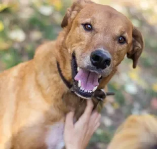 Descubra as cores de cachorro vira-lata mais comuns!