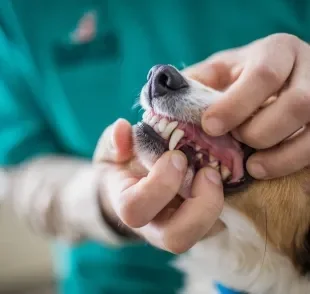 Esteja sempre atento nos dentes dos cachorros