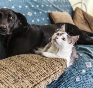 Dia do vira-lata: cães e gatos sem raça são os mais abandonados e merecem a atenção da sociedade