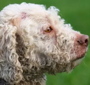 A esporotricose em cães não é comum, mas pode acontecer