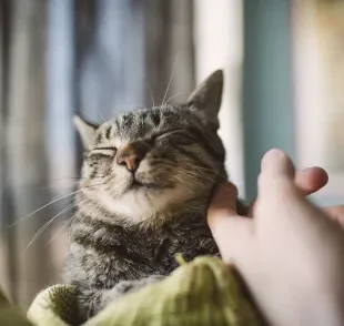 Adotar gato adulto requer paciência para ganhar a confiança dele